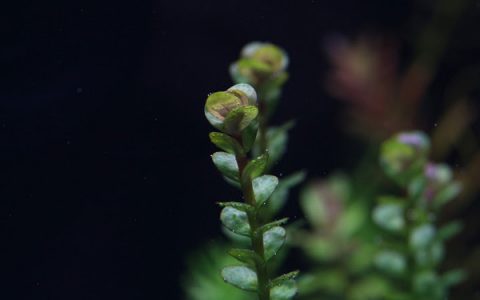 印度小圆叶Rotala indica水草饲养资料、图片