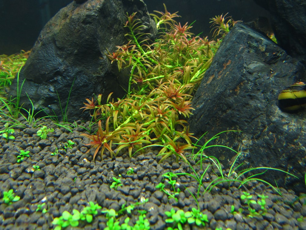 红头趴趴熊水草资料、图片：难得一见的红色前景草