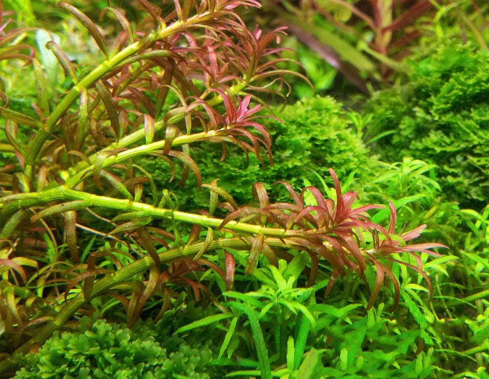 红头趴趴熊水草资料、图片：难得一见的红色前景草