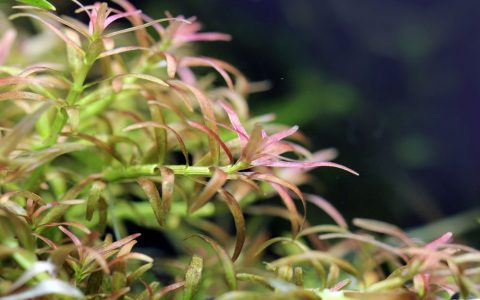红头趴趴熊水草饲养资料、图片