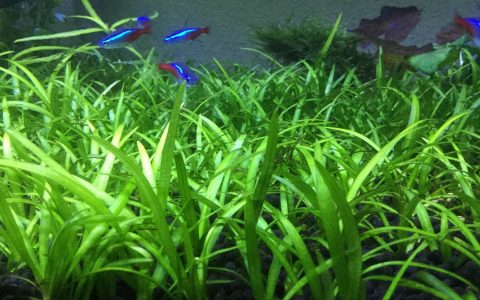 迷你水兰 （Sagittaria subulata）水草饲养资料，图片