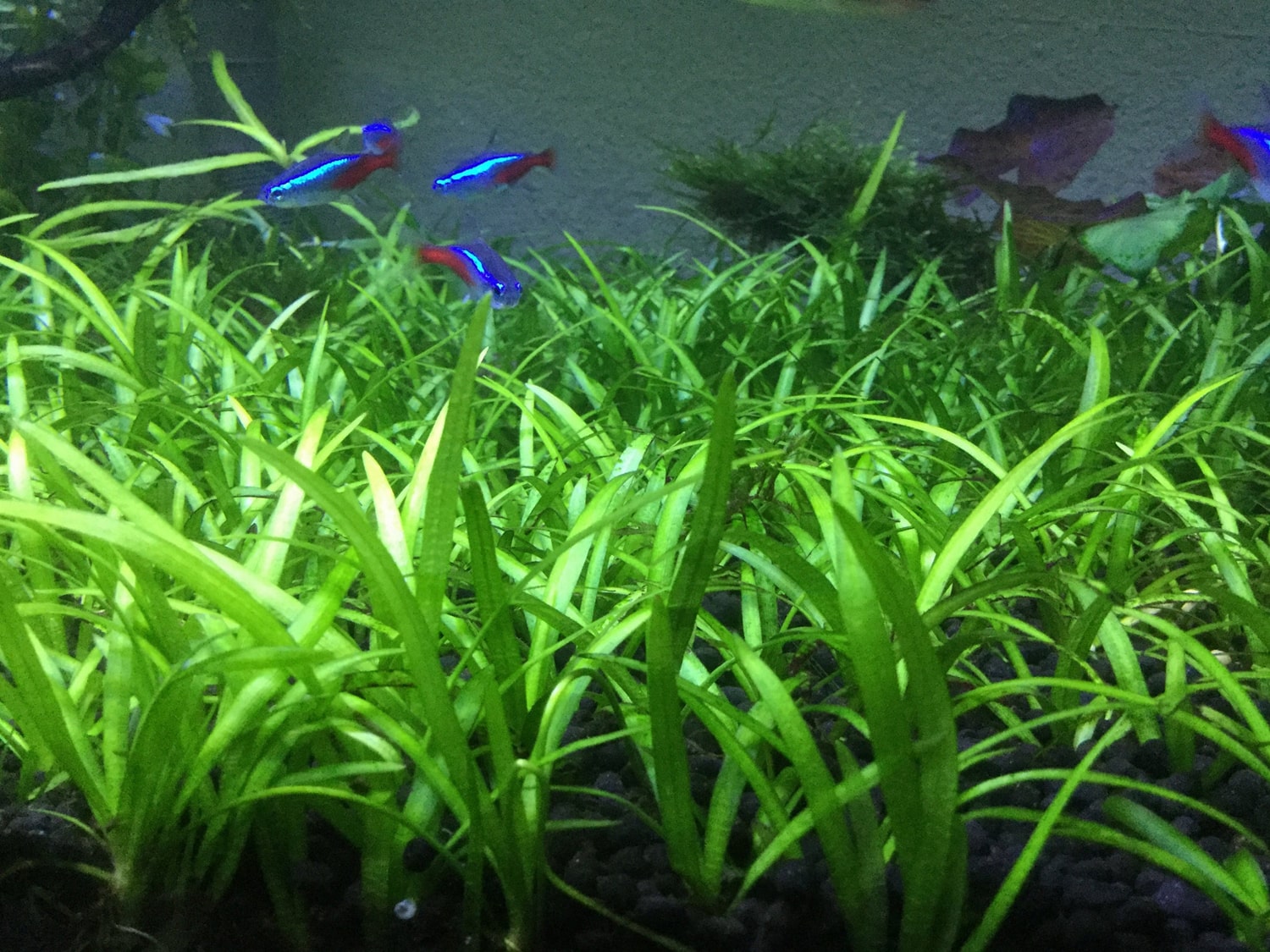 迷你水兰 （Sagittaria subulata）