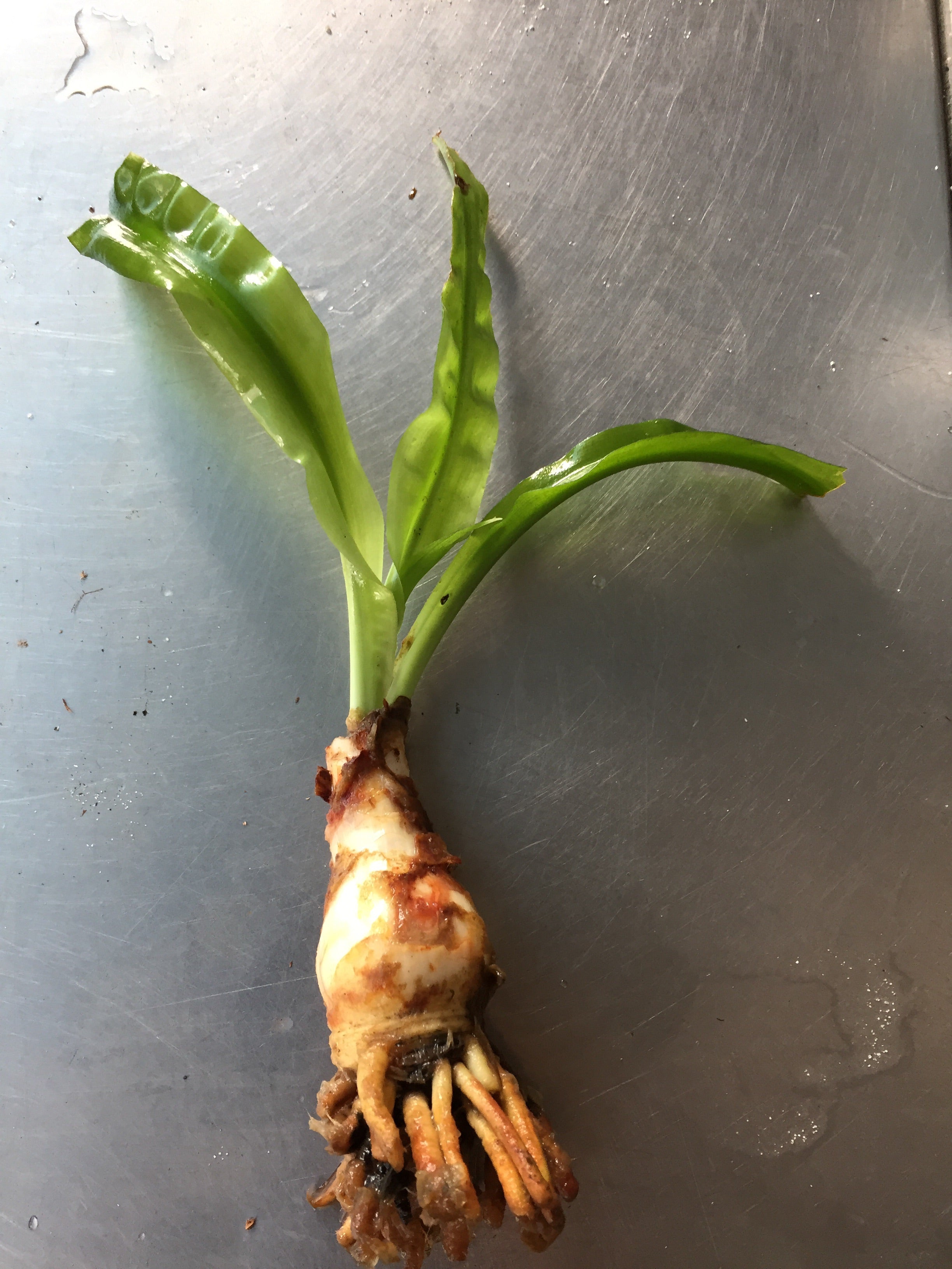 中喷泉水草 （Crinum aquatica）