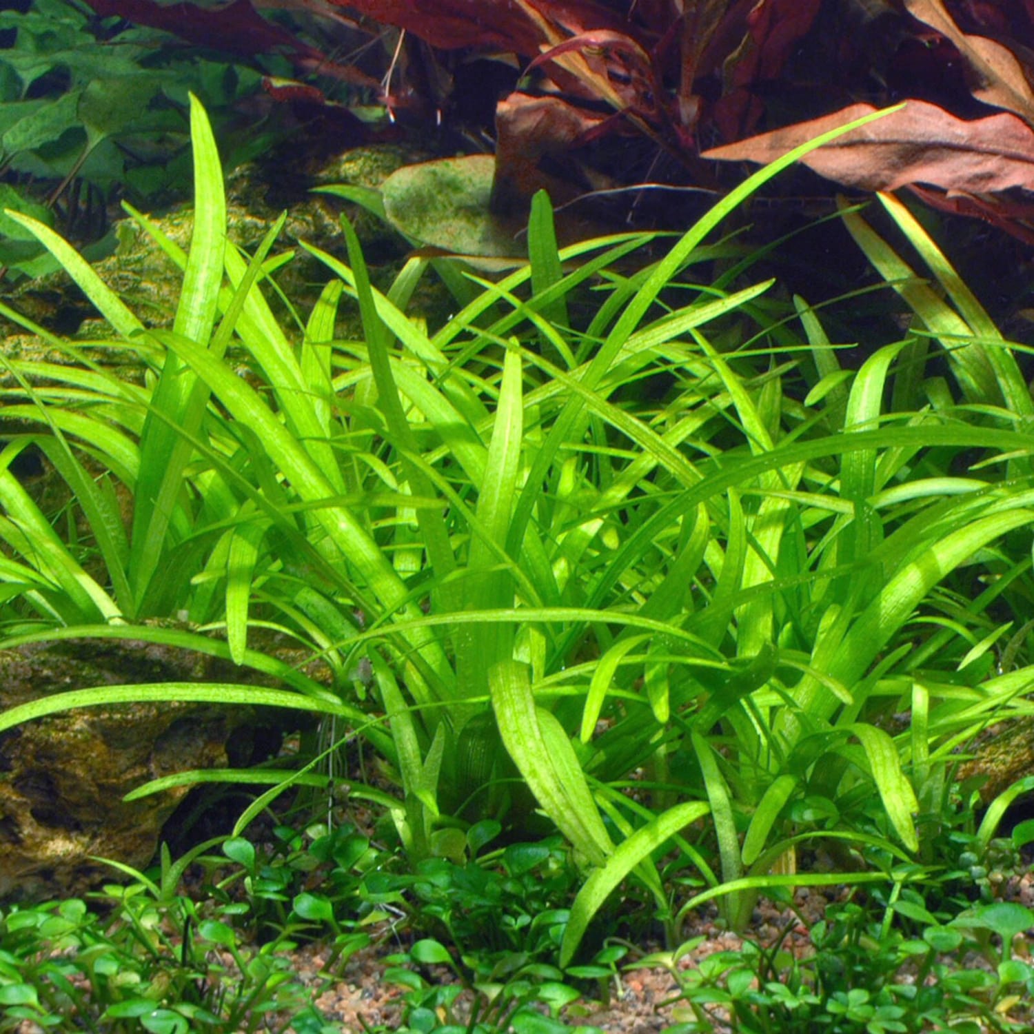 迷你水兰 （Sagittaria subulata）