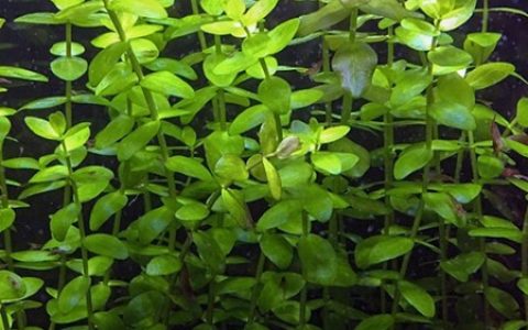 锯齿对叶水草：锯齿对叶资料