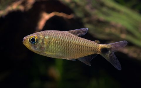 红翼黑点可卡灯 （Moenkhausia sp.）灯鱼饲养资料，图片