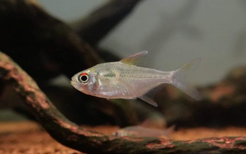 大目泪眼钻石灯 （Moenkhausia comma）灯鱼饲养资料，图片