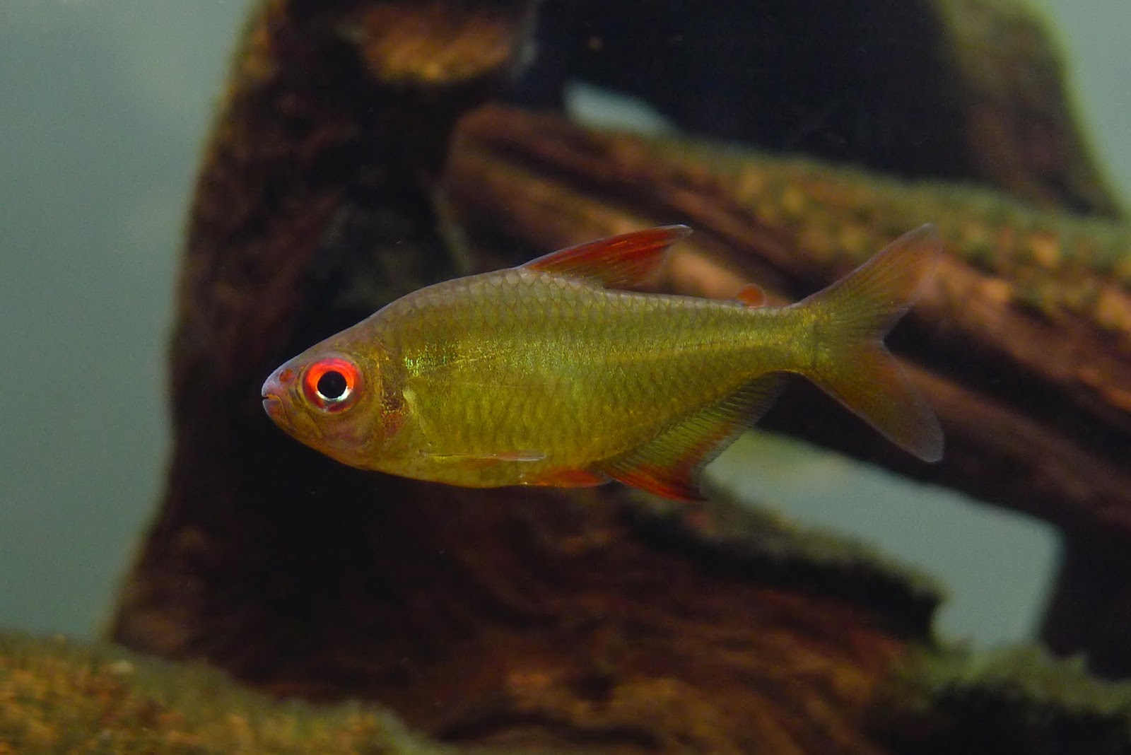 超级柠檬灯 （Hyphessobrycon cf. pulchripinnis “super lemon”）灯鱼饲养资料，图片