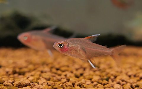 桃柠檬灯 （Hyphessobrycon pinnistriatus）灯鱼饲养资料，图片
