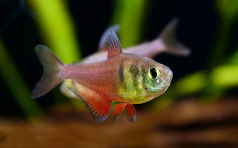 火焰灯 （Hyphessobrycon flammeus）灯鱼饲养资料，图片