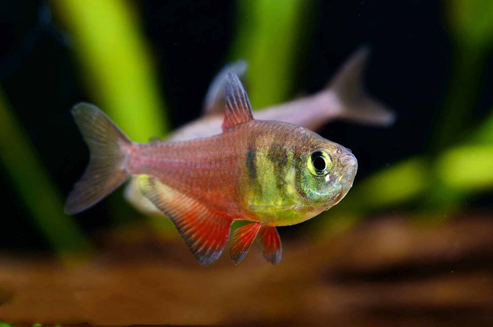 火焰灯 （Hyphessobrycon flammeus）灯鱼饲养资料，图片