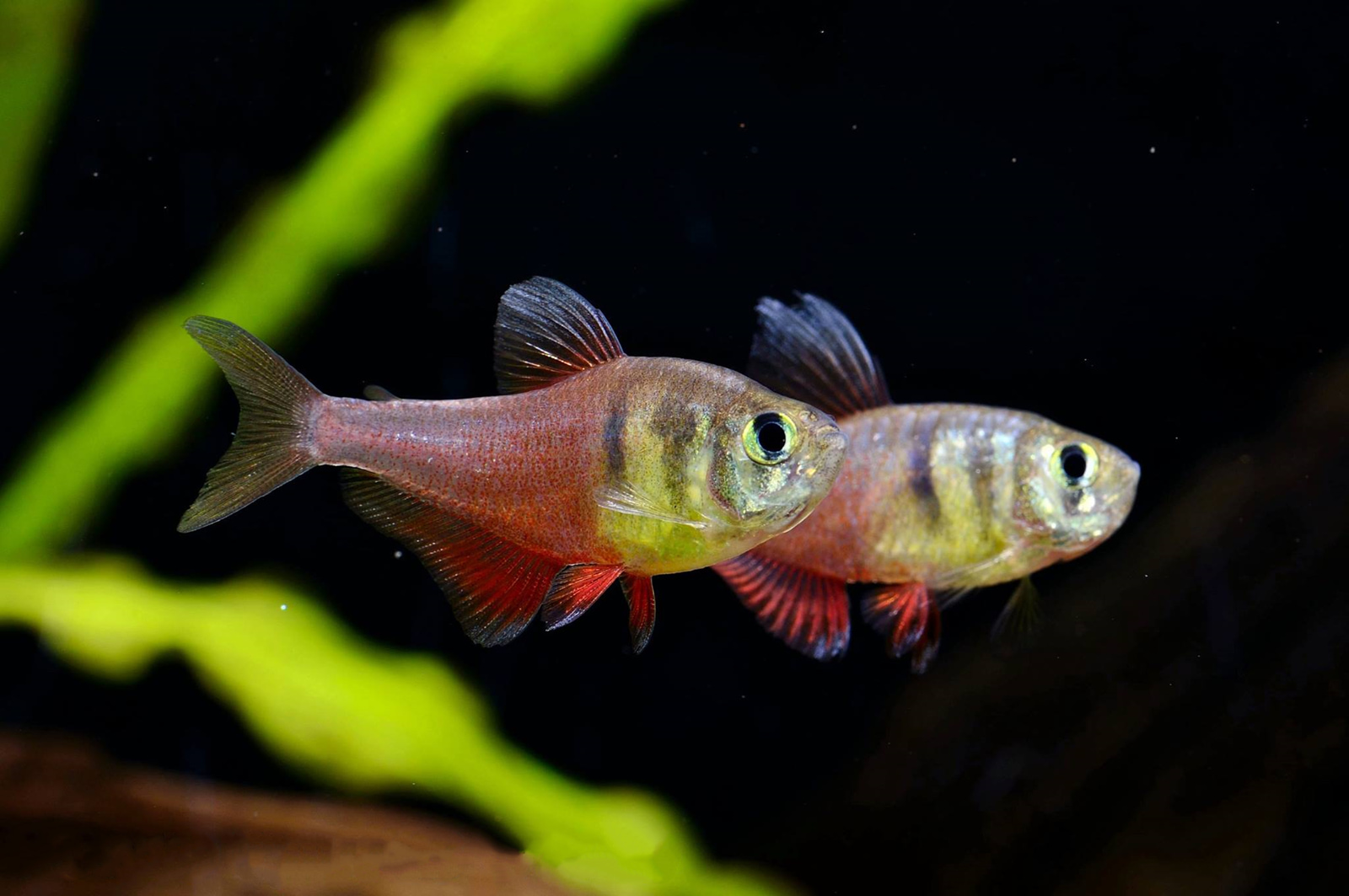 火焰灯 （Hyphessobrycon flammeus）灯鱼饲养资料，图片