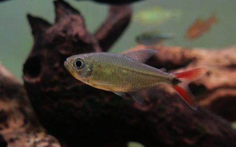 申古血喉火尾灯 （Moenkhausia cf. lopesi）灯鱼饲养资料，图片