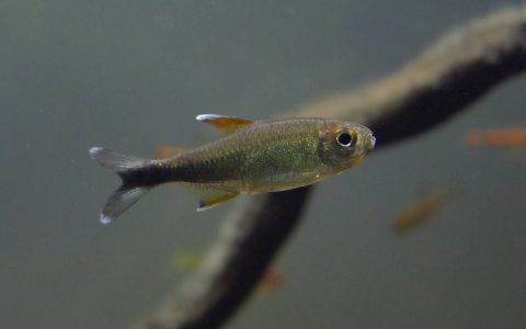 黑尾幽灵灯 （Hyphessobrycon clavatus）灯鱼饲养资料，图片