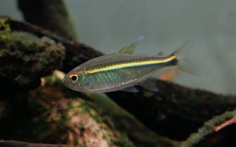 赤目香蕉灯 （Hemigrammus sp.）灯鱼饲养资料，图片