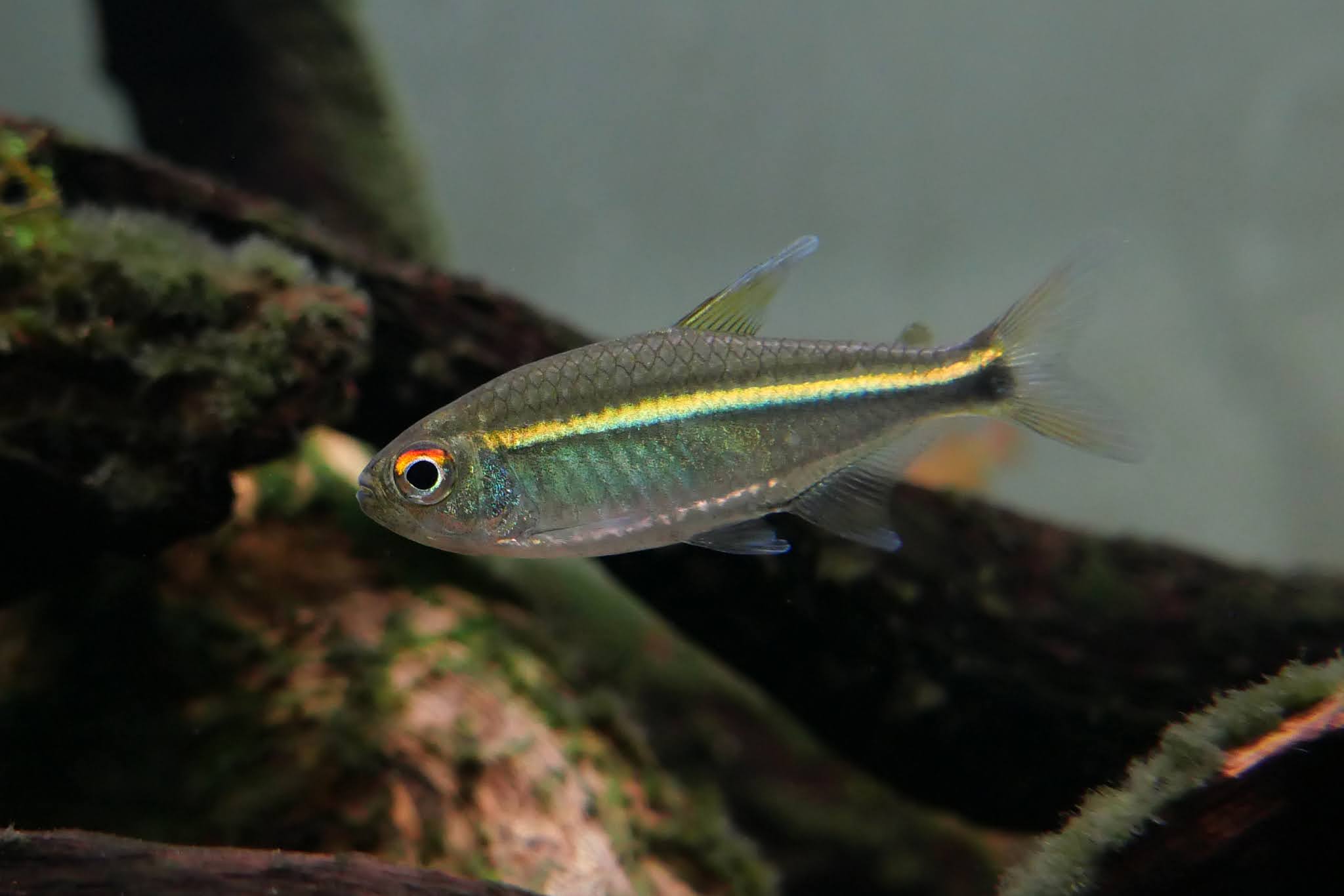 赤目香蕉灯 （Hemigrammus sp.）灯鱼饲养资料，图片