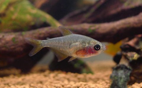 黄翼幽灵灯 （Hyphessobrycon sp.）灯鱼饲养资料，图片