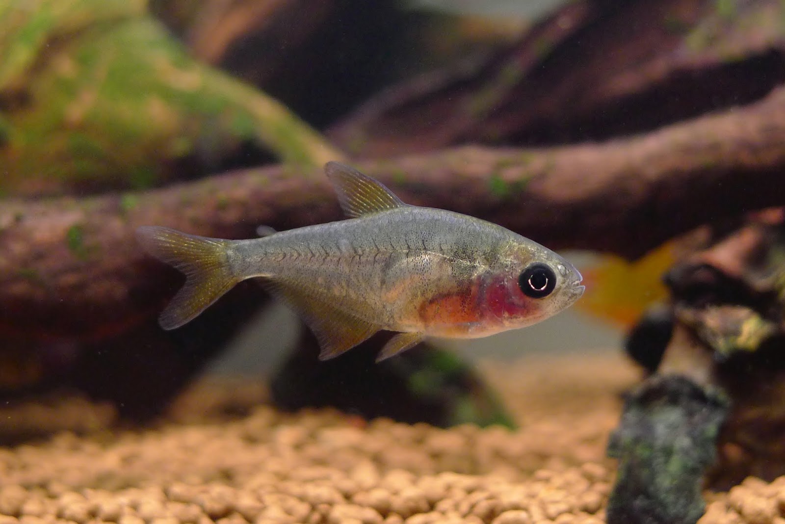 黄翼幽灵灯 （Hyphessobrycon sp.）灯鱼饲养资料，图片