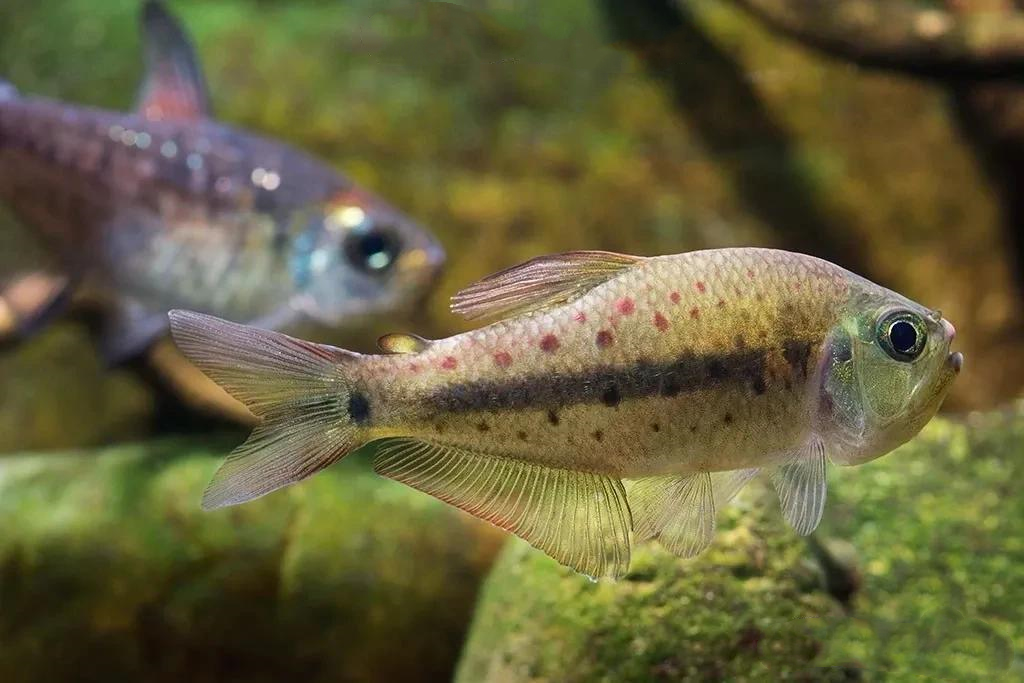 花豹灯 （Pseudochalceus kyburzi）灯鱼饲养资料，图片
