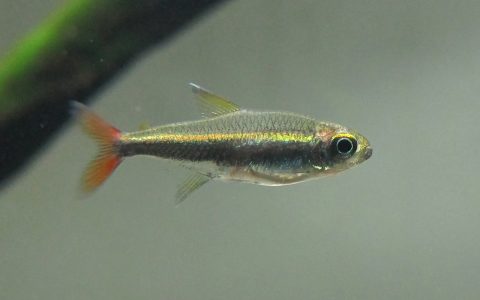 红尾幽灵灯 (Hyphessobr​​​​​ycon loretoensi​​​​​s)灯鱼饲养资料，图片