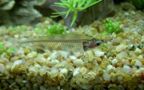 玻璃猫鱼 （Kryptopterusbicirrhis）灯鱼饲养资料，图片