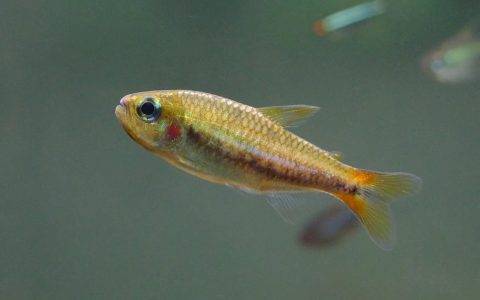 油彩可卡灯 （Hemigrammus skolioplatus）灯鱼饲养资料，图片