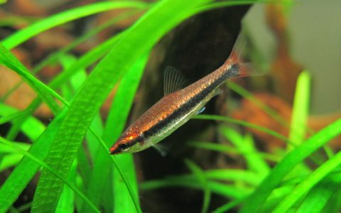 酒红铅笔灯 (Nannostomus beckfordi var. “super red”)灯鱼饲养资料，图片