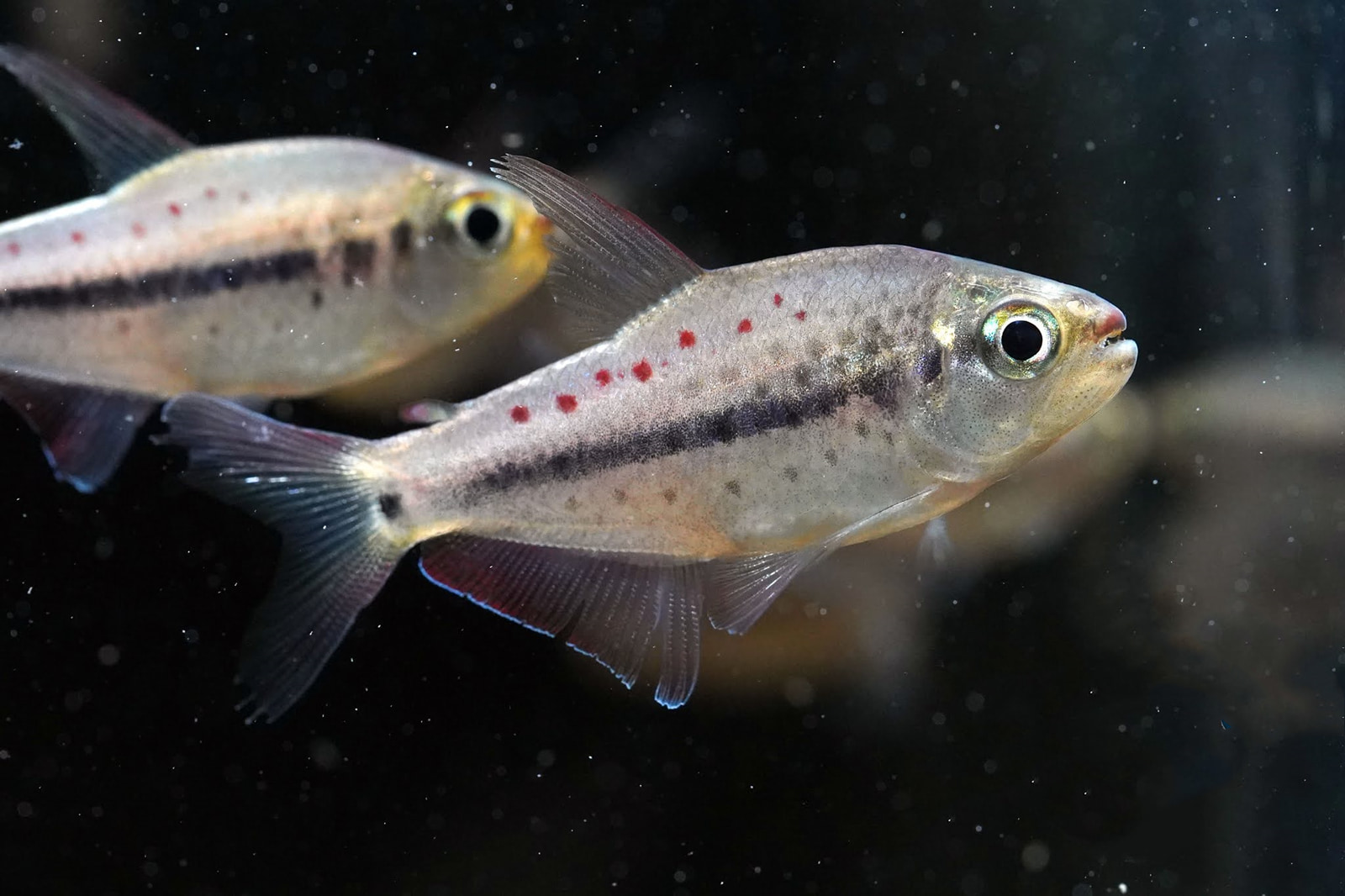 花豹灯 （Pseudochalceus kyburzi）灯鱼饲养资料，图片