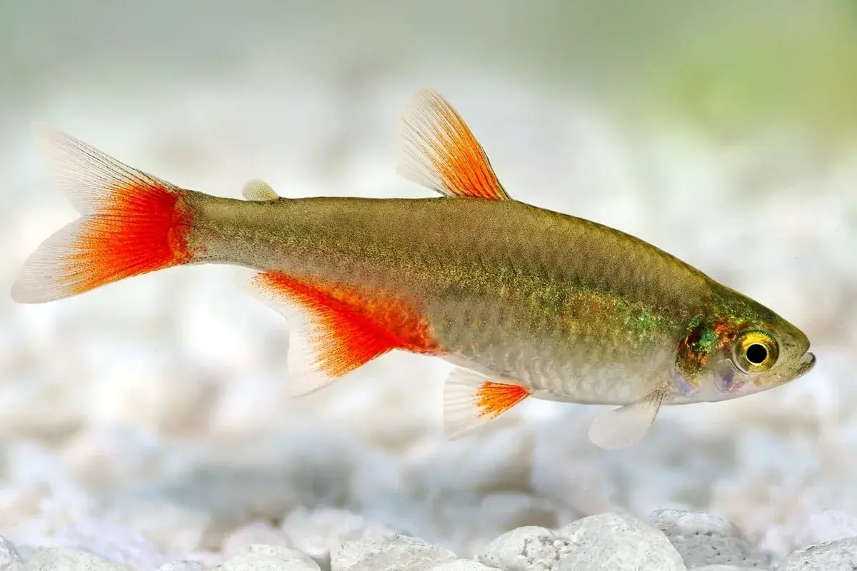 红翅红肚灯 （Aphyocharax anisitsi）灯鱼饲养资料，图片