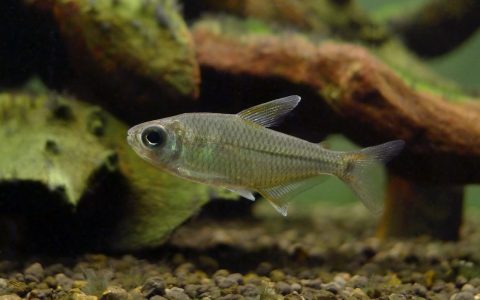 白翅公主灯 （Astyanax sp. from Rio Tocantins）灯鱼饲养资料，图片