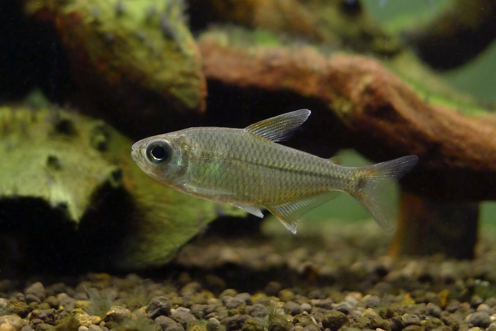 白翅公主灯 （Astyanax sp. from Rio Tocantins）灯鱼饲养资料，图片
