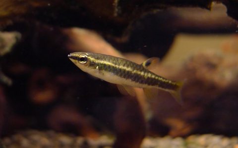 白金黄橙黑带溅水鱼 (Copella eigenmanni “platinum”)灯鱼饲养资料，图片