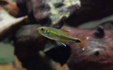 维哈达幽灵灯 （Hyphessobrycon sp. from Vichada, Colombia）灯鱼饲养资料，图片
