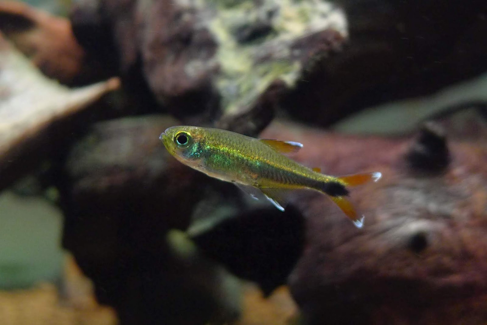 维哈达幽灵灯 （Hyphessobrycon sp. from Vichada, Colombia）灯鱼饲养资料，图片