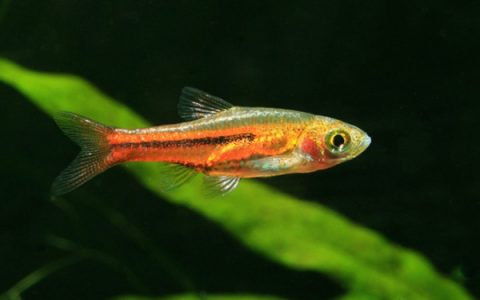 索姆三角灯 （Trigonostigma somphongsi）灯鱼饲养资料，图片