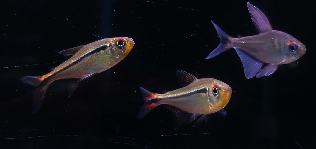 红眼祖鲁亚灯 （Hyphessobrycon chiribiquete）灯鱼饲养资料，图片