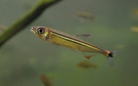 彩虹蜻蜓灯 （Iguanodectes geisleri from Venezuela）灯鱼饲养资料，图片
