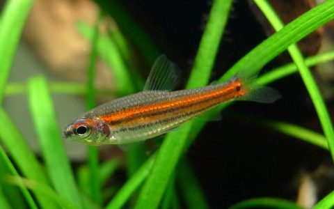 三线短笔灯 (Neolebias trilineatus)灯鱼饲养资料，图片
