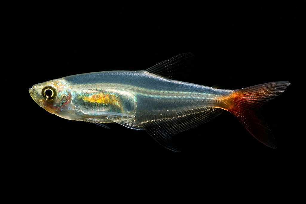 红尾玻璃鱼Prionobrama filigera饲养资料，图片