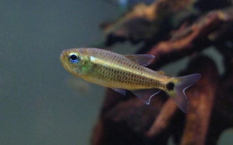 彩虹可卡灯 （Moenkhausia lineomaculata）灯鱼饲养资料，图片