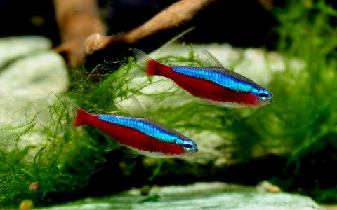 宝莲灯鱼Paracheirodon axelrodi饲养资料、图片