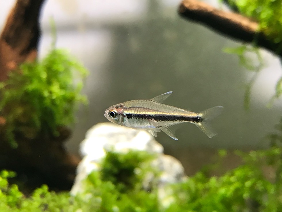 天神黑灯 （Hyphessobrycon sp. “fairy black neon”）灯鱼饲养资料，图片