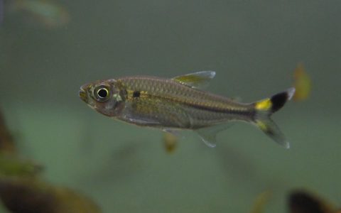 斑尾灯 （Moenkhausia celibela）灯鱼饲养资料，图片