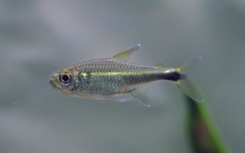 橘目青线灯 （Hyphessobrycon cf. metae）灯鱼饲养资料，图片