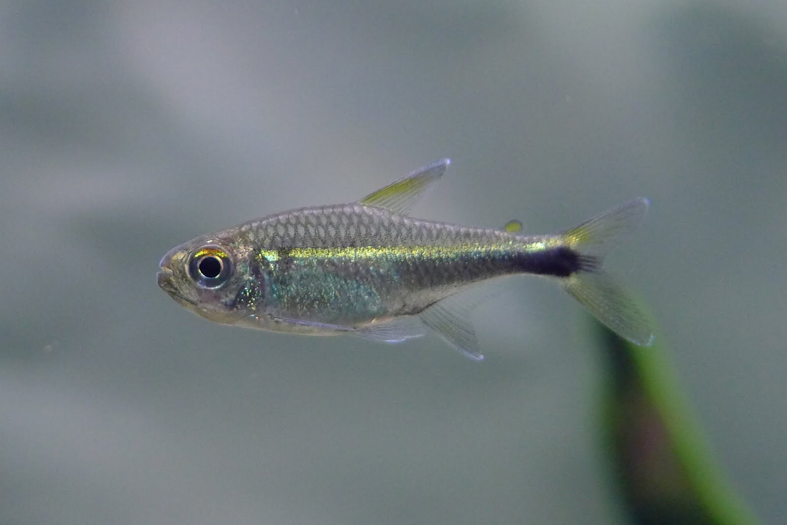 橘目青线灯 （Hyphessobrycon cf. metae）灯鱼饲养资料，图片