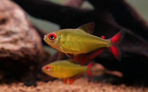 红箭柠檬灯 （Hyphessobrycon pulchripinnis “Jacraranda”）灯鱼饲养资料，图片