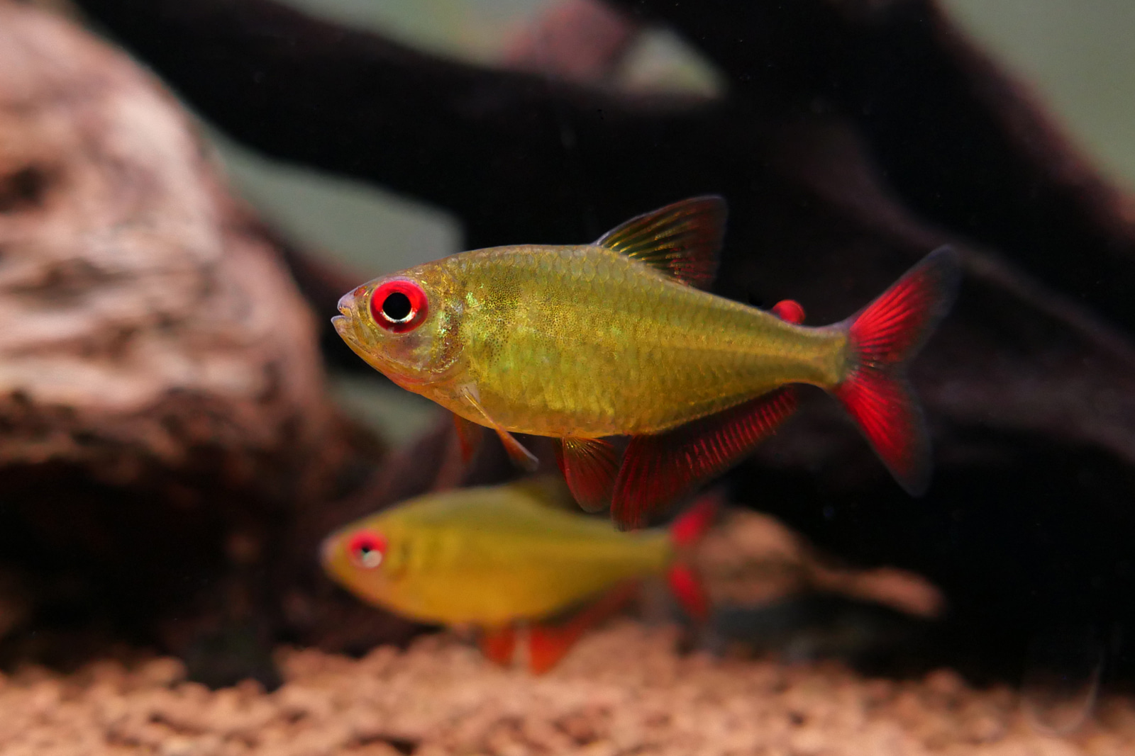 红箭柠檬灯 （Hyphessobrycon pulchripinnis “Jacraranda”）灯鱼饲养资料，图片