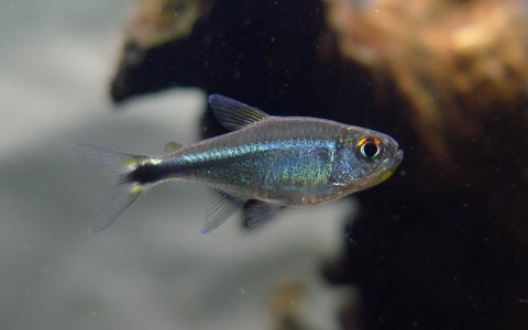 梅塔蓝线灯 （Hyphessobrycon cf. metae “blue”）灯鱼饲养资料，图片