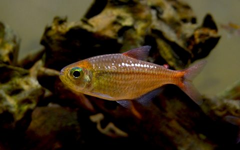 粉红钻石可卡灯 （Moenkhausia nigromarginatus）灯鱼饲养资料，图片