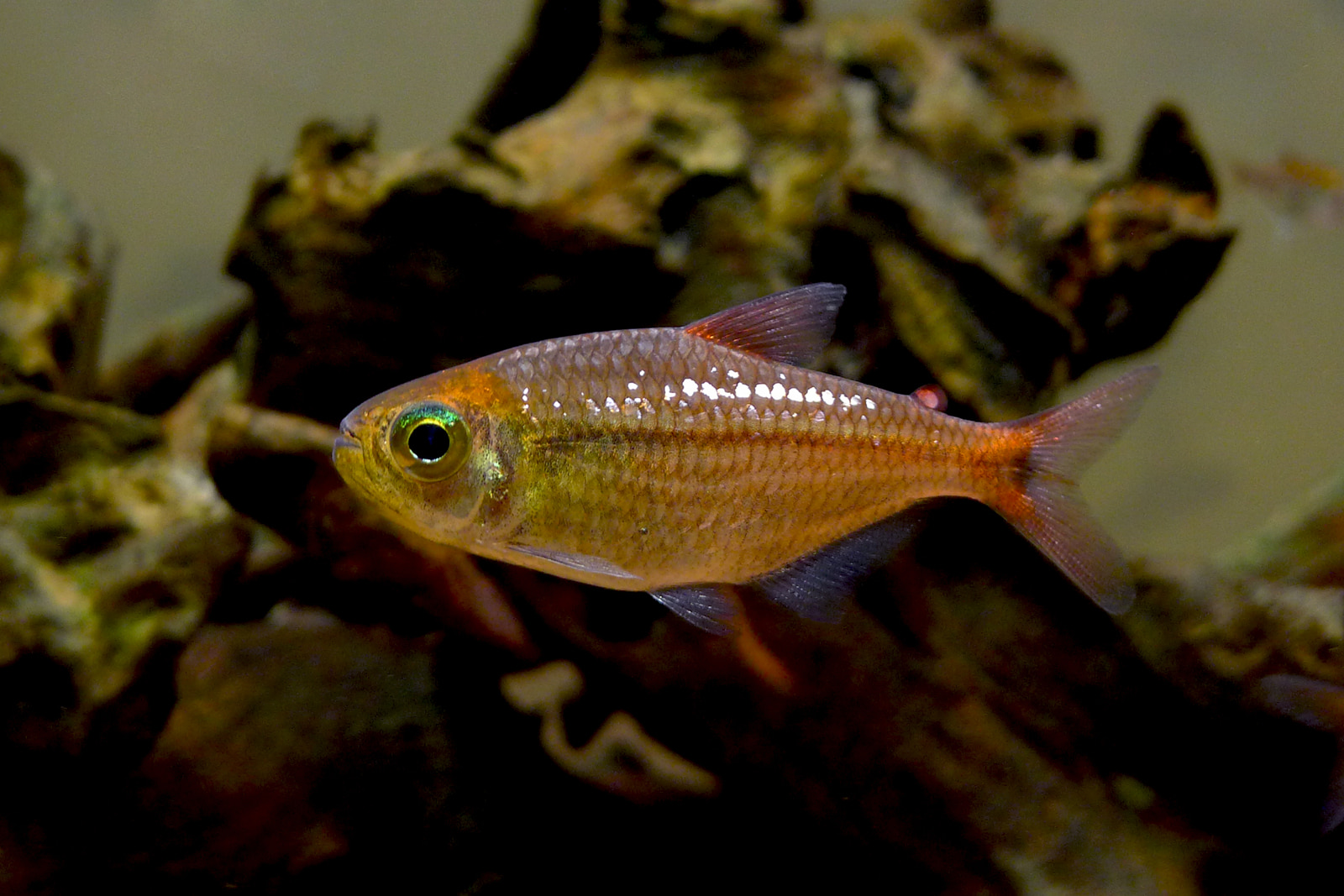 粉红钻石可卡灯 （Moenkhausia nigromarginatus）灯鱼饲养资料，图片